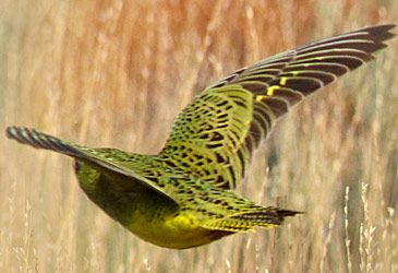 Which species of parrot was spotted in Western Australia for the first time in 100 years?