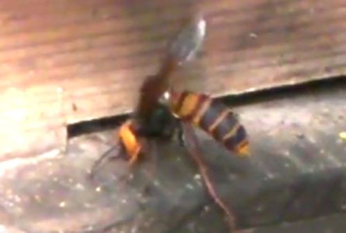 The Asian giant hornet before the attack.