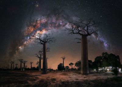 'Night Under the Baobab Trees'