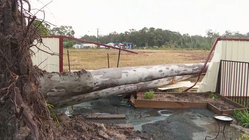 A tree down at Sanctuary Point, NSW.