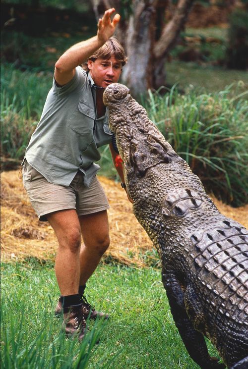 Steve Irwin known as "The Crocodile Hunter" attracts the attention of a croc. (AAP)