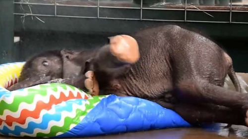 The ecstatic elephant calf revels in the newfound wonders of a kiddie pool. (Facebook/Dallas Zoo)