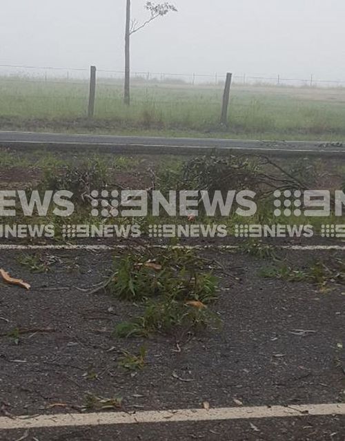 The balloon crashed into a gum tree. (Supplied)