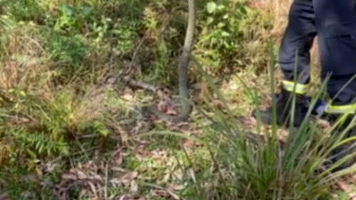 The diamond python was released in the neighbouring Royal National Park.