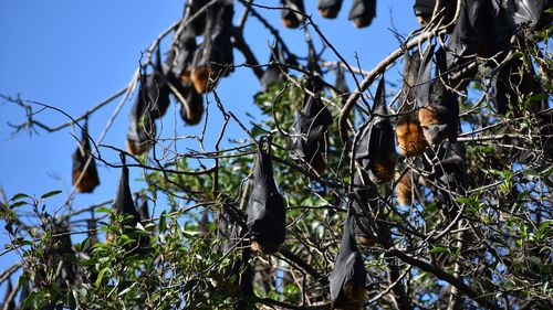 A new type of Hendra virus has been found in flying foxes by CSIRO scientists. 