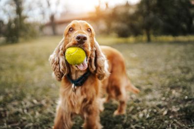 DOG STOCK Cocker Spaniel Dog.