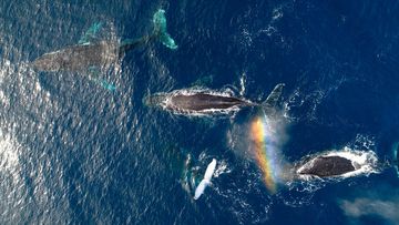 Research has found Australian humpback whales migrating off the east coast were happier ﻿and less stressed during the COVID-19 pandemic.