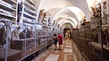 PALERMO, ITALY  AUGUST 15: The Catacombs of the Capuchins of Palermo it preserves 8,000 bodies mummified of Capuchins to nobles, bourgeois and representatives of the clergy 1500 until the end of the nineteenth century, to Cuba neighborhood on  August 15, 2016 in Palermo, Italy. (Photo by Stefano Montesi/Corbis via Getty).