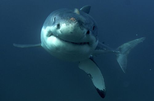 An adult great white shark.
