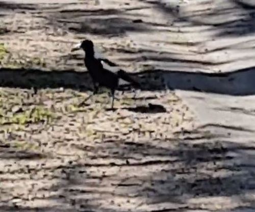 Santomartino captured a photo of the magpie after being swooped.