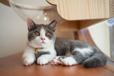 Gray Blue White colour British Shorthair Munchkin cat against isolated wooden background.
