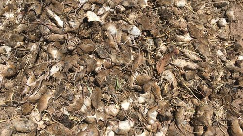 Hundreds more mice in Gilandra. mice plague