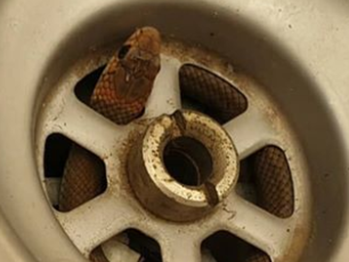 Homeowner captures deadly eastern brown snake slithering out of kitchen sink  while doing the dishes