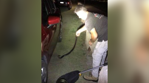 It took more than an hour for the snake catcher to remove the venomous snake. (9NEWS)