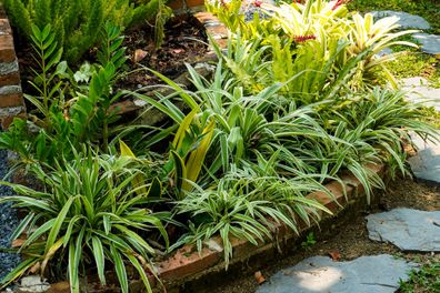 The picture shows a group of ornamental plants planted in giant pots around a large tree in the backyard.