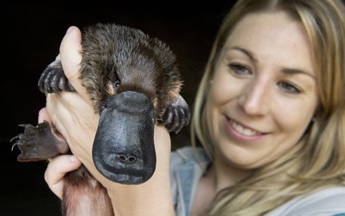 Unlike mammals, platypus milk is exposed to the environment. (AAP)