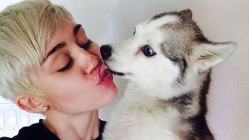 Miley Cyrus with her pet dog, Floyd, in a photo posted to her Twitter feed. (supplied)