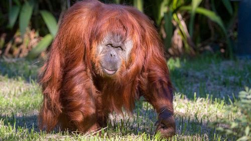 Beloved Adelaide Zoo orangutan Karta died from childbirth complications