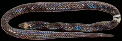 Levitonius mirus new snake species discovered