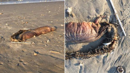 One eel expert has identified the corpse as belonging to a creature known as a snake eel. (Twitter/@preetalina)