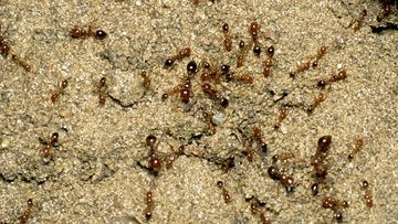 Fire ants are one of the world&#x27;s worst super pests