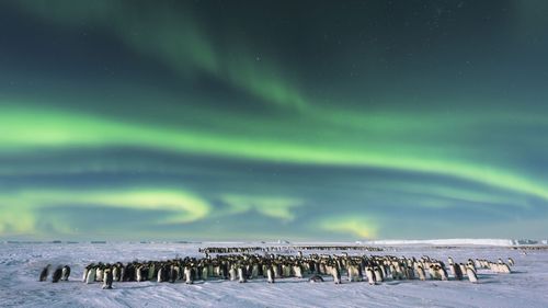 The Southern Lights - Aurora Australis - dazzles the sky over an Emperor penguin colony in Atka Bay, Antarctica.