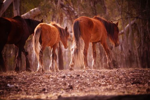 The wild horses are severely fragile due to not eating as a result of the drought. 