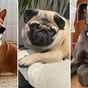 15 dog breeds known for barking less than most