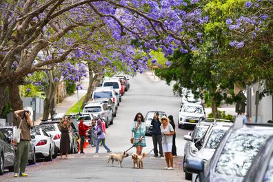 Crowds gather in McDougall St in Milson Park, Kirribilli to watch the avenue of Jacaranda trees in bloom