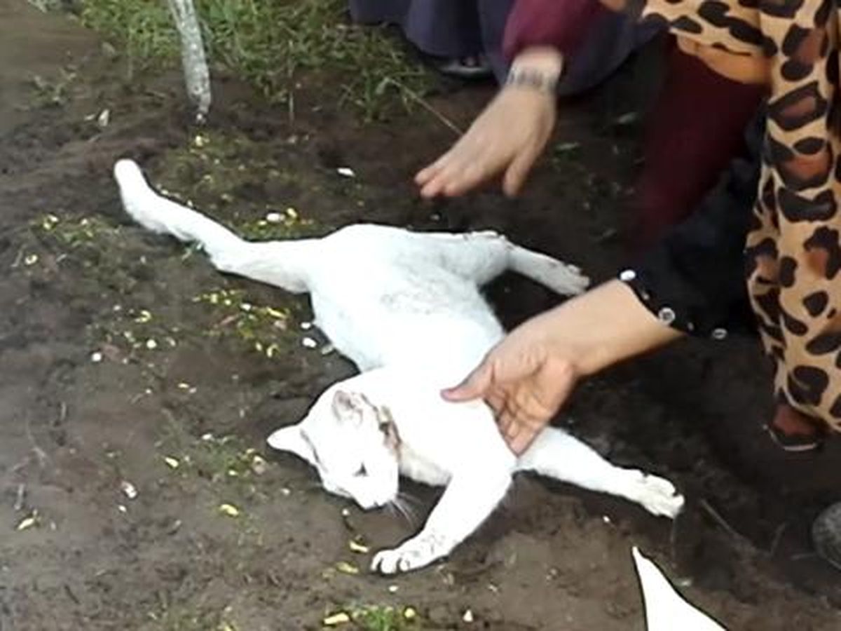 Heartbroken cat spends YEAR living by dead owner's grave - World