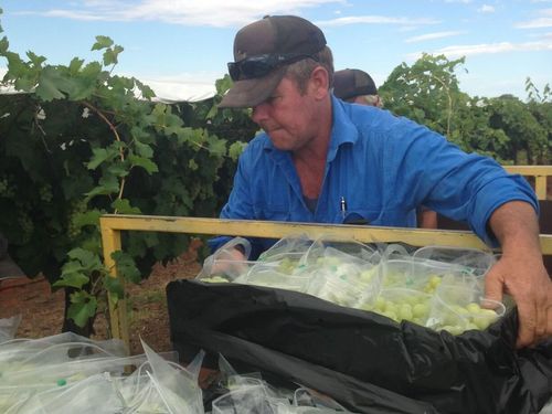 Richie Hayes started﻿ Rocky Hill Table Grapes near Alcie Spring in 2002 but had to close the business after "unachievable" standards from Woolworths and Coles