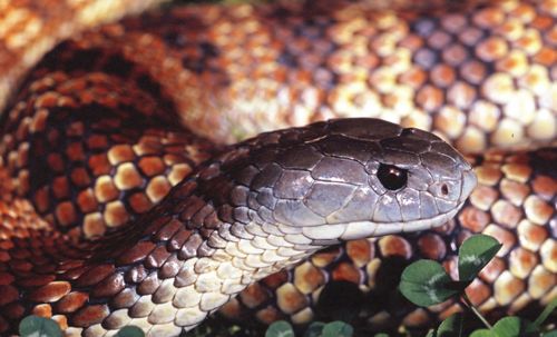 Eastern Tiger Snake
