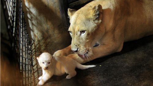 Rare white lion cubs born at Georgia zoo