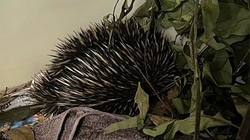 The shy echidna was snuffling through vegetation in its tub. 