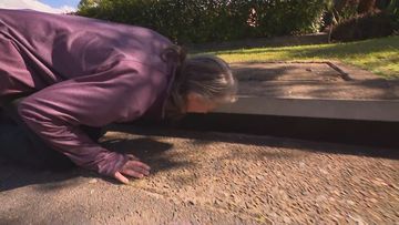 Marni Zavaleta&#x27;s cat is stuck in a drain in the Blue Mountains and her friend came to help.