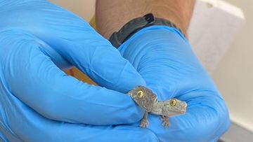 Lizards were allegedly found at the Perth home. 