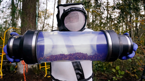 Sven Spichiger displays a canister of Asian giant hornets vacuumed from a nest in a tree behind him in Blaine, Washington.  (AP Photo/Elaine Thompson, File)
