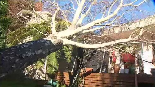 The Victorian SES received 800 calls for help yesterday and overnight, mainly for fallen trees. Picture: 9NEWS.