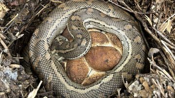 Professional snake catcher Dan Busstra found bread roll eggs on Queensland&#x27;s Sunshine Coast.