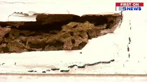 The primary school is riddled by termites. (9NEWS)