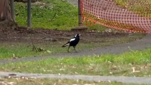 Magpie breeding and swooping season traditionally starts as the days become warmer towards the end of winter.