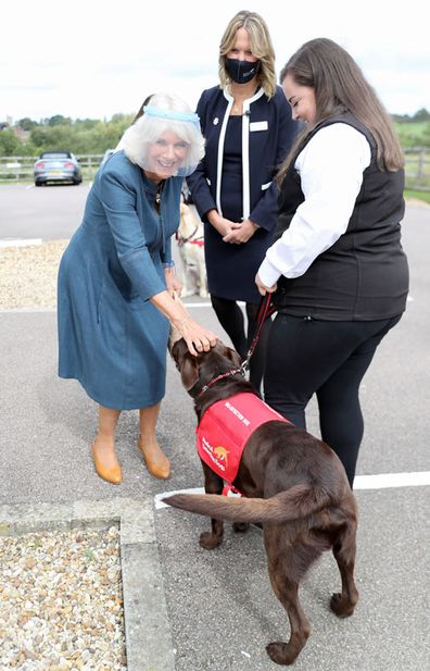 Camilla, Duchess of Cornwall, Patron of Medical Detection Dogs, meets Basil, a Chocolate Labrador, during a visit to the charity's training centre where trials are currently underway to determine whether dogs can act as a diagnostic tool of COVID-19 on September 09, 2020 in Milton Keynes, England.