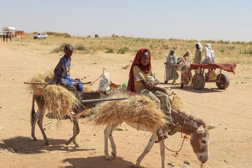 Sudaneses que fugiram da cidade de el-Fasher, depois que as forças paramilitares do Sudão mataram centenas de pessoas na região oeste de Darfur, carregam lenha em seu acampamento em Tawila, Sudão, quarta-feira, 29 de outubro de 2025. 