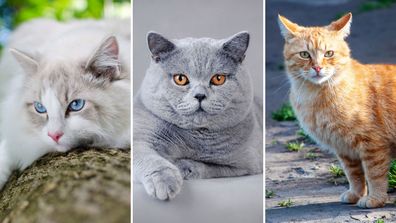 Ragdoll, British shorthair and tabby cats are among the most popular cat breeds in Australia.