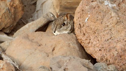 Somalia sengis/Elephant shrew