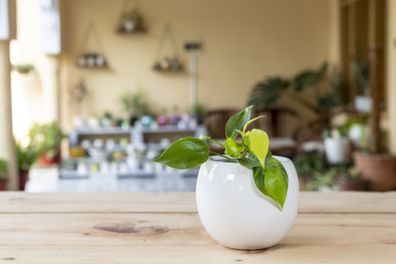 Indoor plants