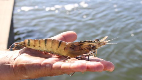 White spot prawn disease that could destroy Queensland's seafood industry discovered again