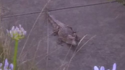 A crocodile was spotted in Melbourne. (Victoria Police)