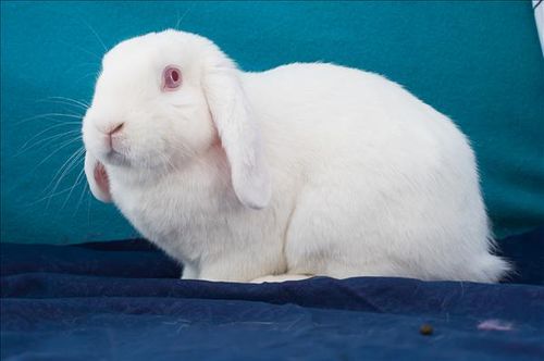 Floppy, from Armidale in NSW, is aged three and half years. (RSPCA)