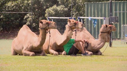 Trois chameaux s'échappent de la crèche de l'église de Brisbane